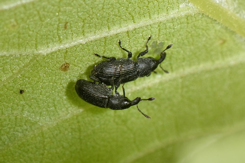 Curculionidae: Magdalis armigera